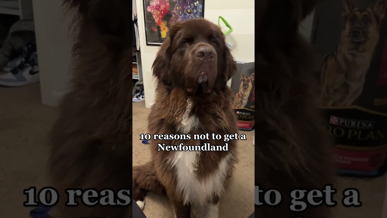 Reason Not to get a Newfoundland Puppy