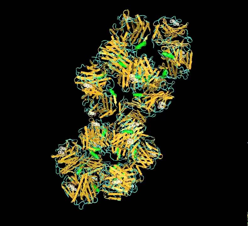 Fibronectin