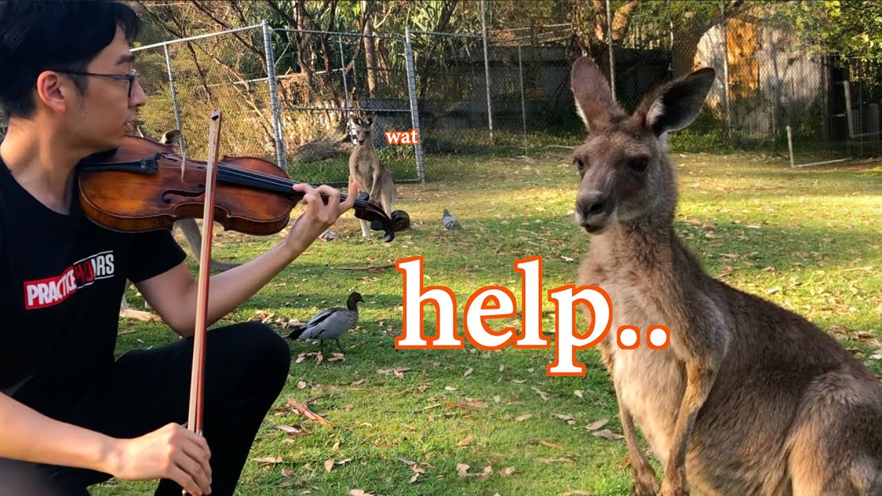 Playing Violin for Kangaroos