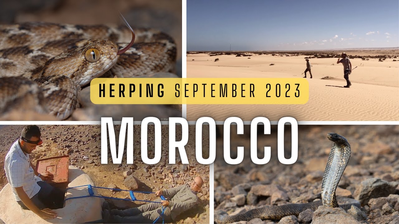 Morocco Herping Trip - September 2023