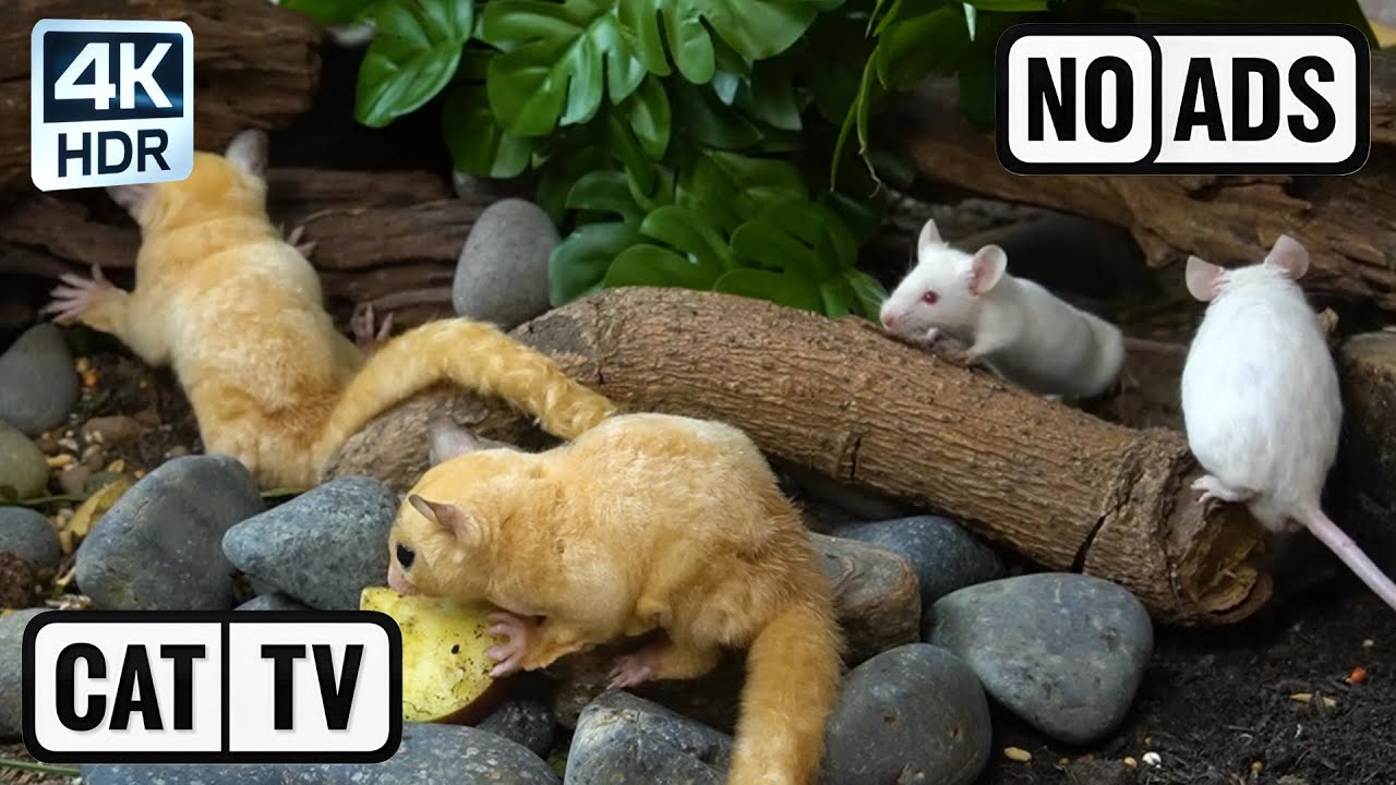 [NO ADS, NO AI] CAT TV 😺 Mice for Cats to Watch: Curious Sugar Gliders & White Mice 🐭 4K HDR 60FPS