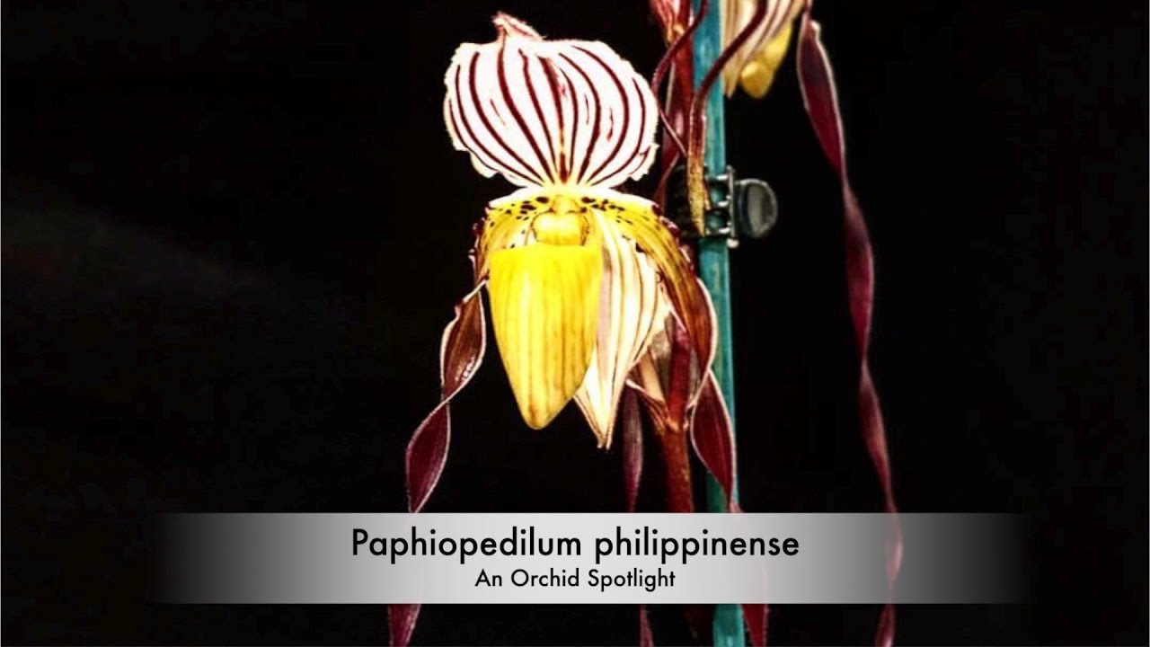 ORCHIE SPOTLIGHT: Paphiopedilum philippinense