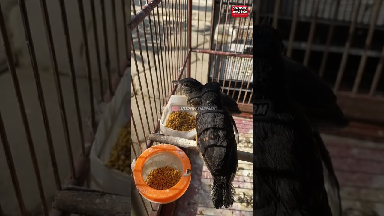 Ternak murai kenyataannya seperti ini #sisedewebirdfarm