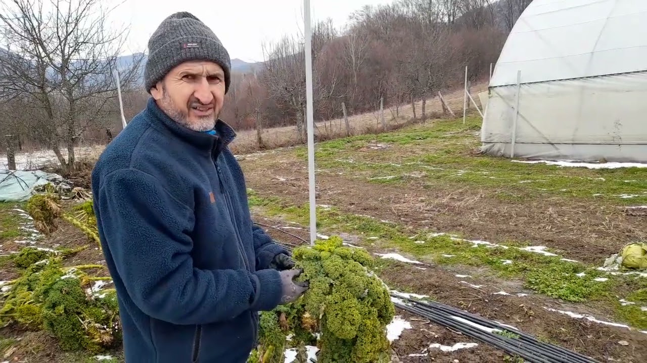 Kale   a rezistat cu bine zapezii si gerului