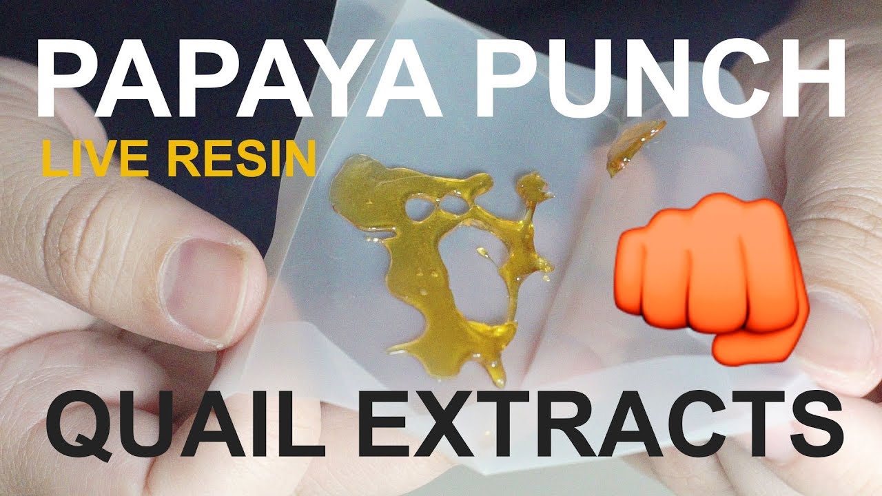 Papaya Punch Strain Review 👊 - Shatter - Quail Extracts #quailextracts