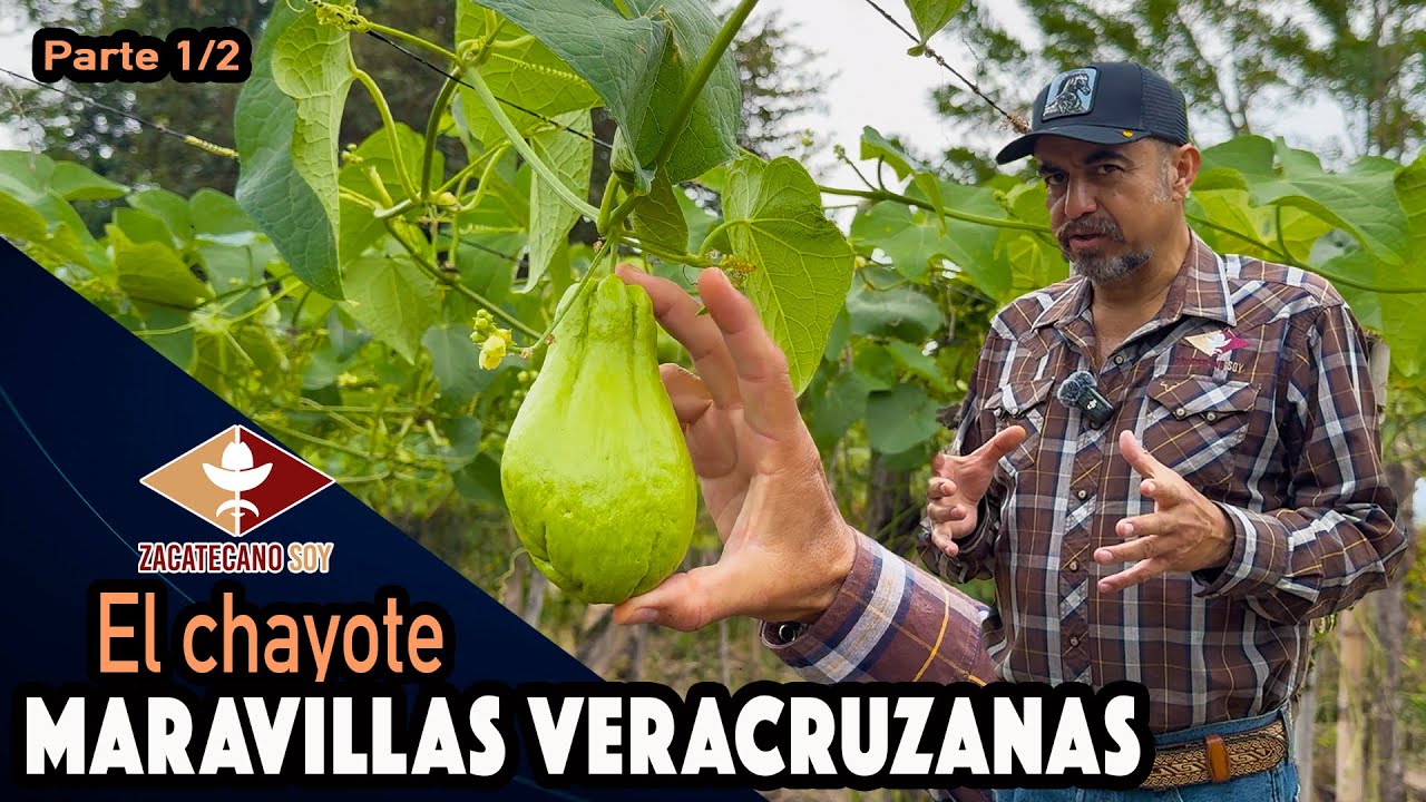RANCHEROS MAESTROS en la producción de chayote