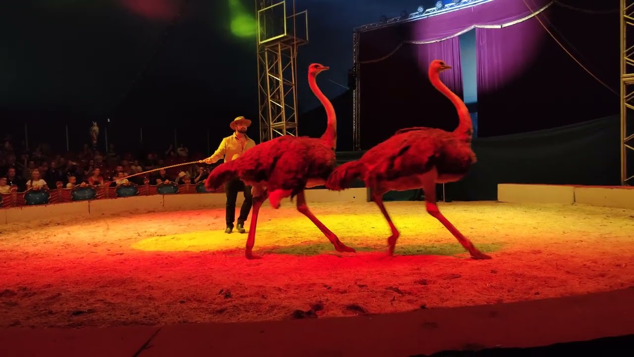 Cirkus Aleš - pokaz strusi