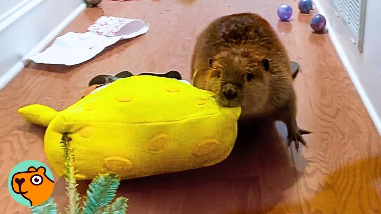 Lady Saved a Baby Beaver. Now He Turns House Into a Dam Project | Cuddle Buddies