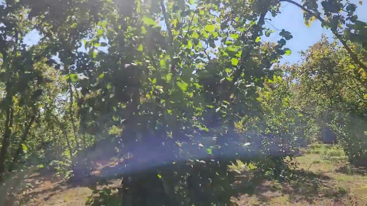 Fındık neden erken dökülür ???