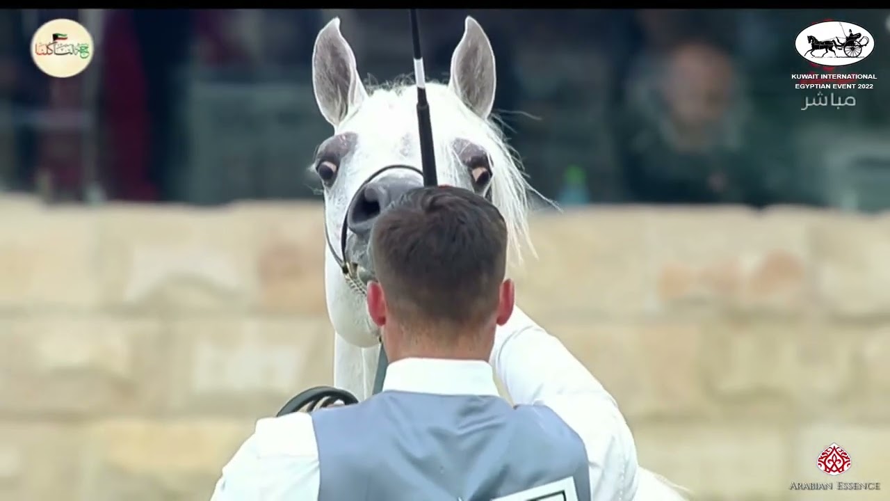 N 242 EZZ ALSUHAIL   Kuwait International Egyptian Event 2022   Stallions 7+ Years Old Class 10