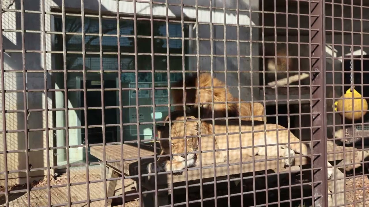 今日もラブラブ　桐生が岡動物園　チャコとライラ　2025年1月7日