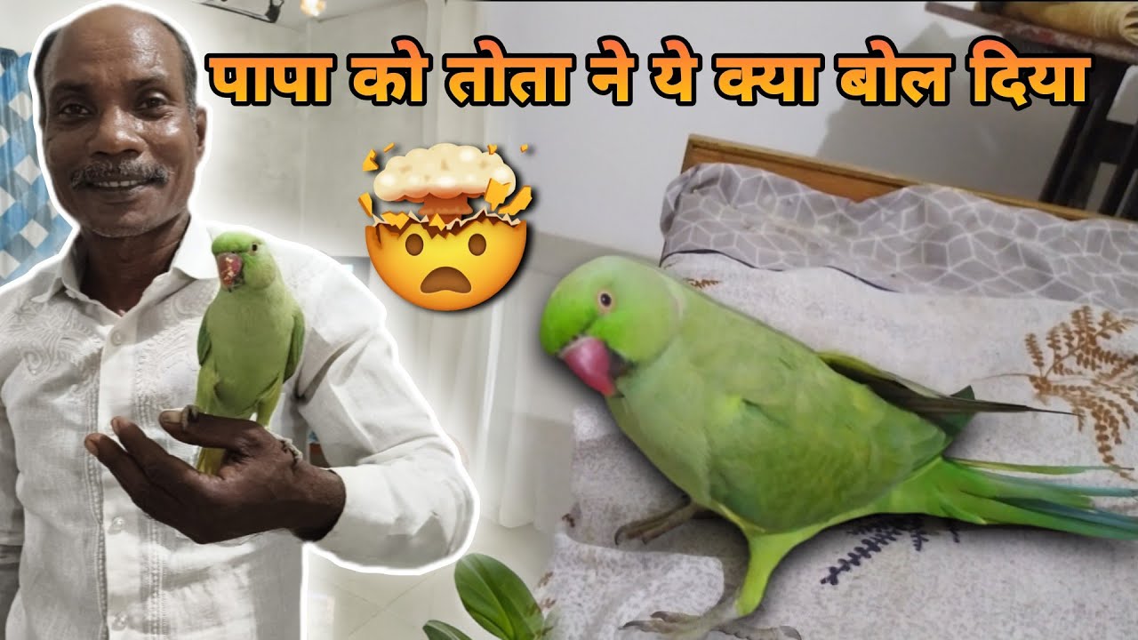 तोता ने मचाया शोर 🦜 The parrot made noise🦜 #birds #consecration13 #funny