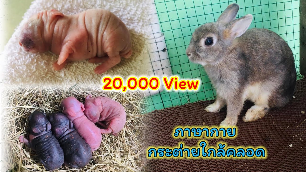 6. ภาษากายกระต่ายใกล้คลอด เค้ามีวิธีสื่อสารกับเราอย่างไร ?  @CC Exotic house
