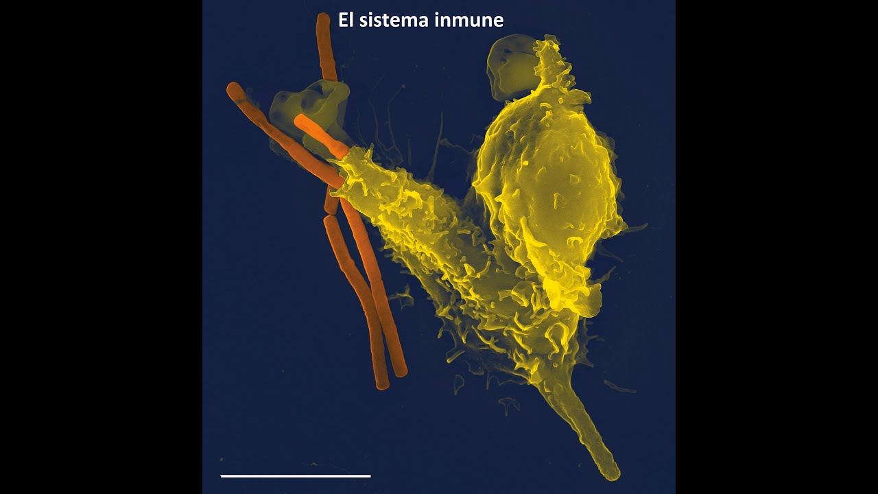 ¿Puede el sistema inmune combatir el cáncer?