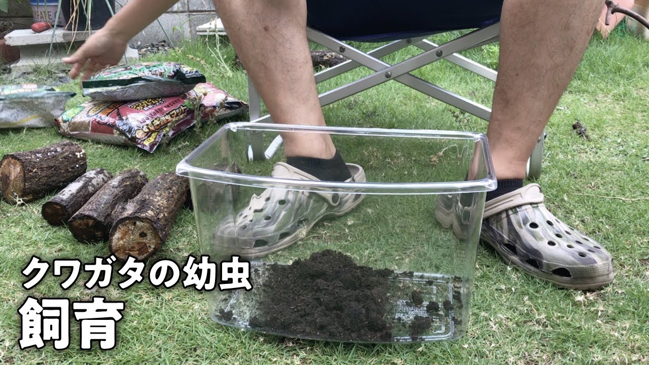 ど素人がクワガタを産卵させて幼虫を飼育する｜ヒラタとミヤマ