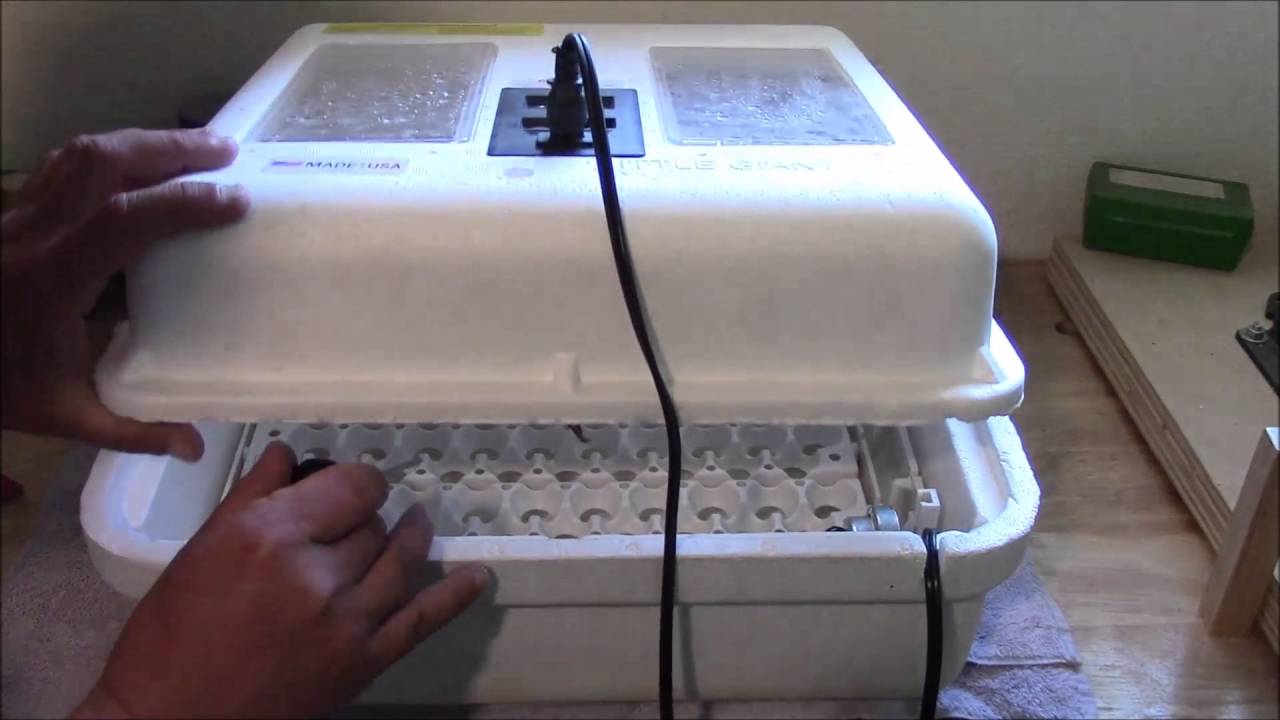 How to Improve Your Hatch Rate Part 3: Preparing Your Incubator for Incubation