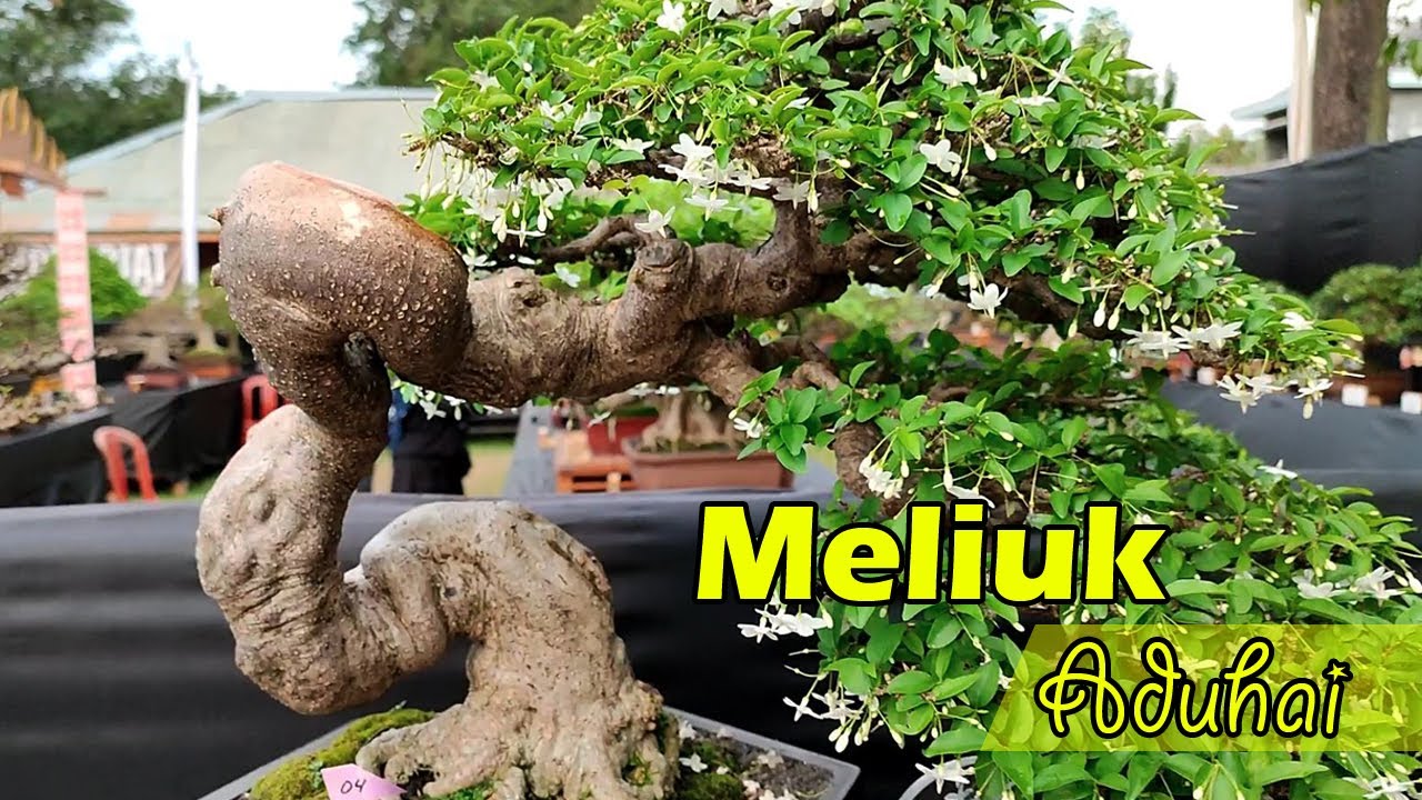INSPIRASI BONSAI ANTING PUTRI MELIUK-LIUK SUPER UNIK (BEST 10 TEN)