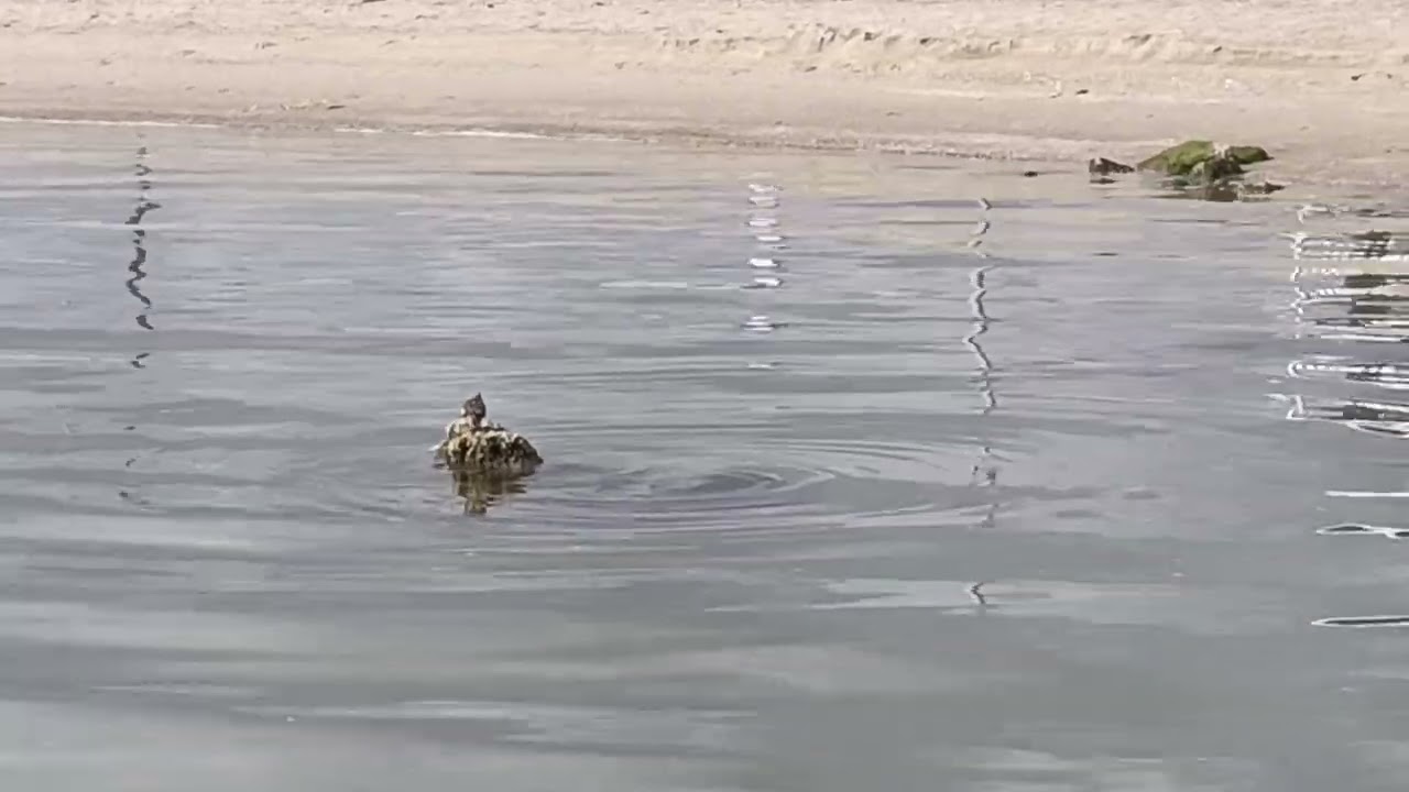 Old Sunken Railroad Segments, Pier Pilings & Rocks Create Obstacles at Surfside Park 
