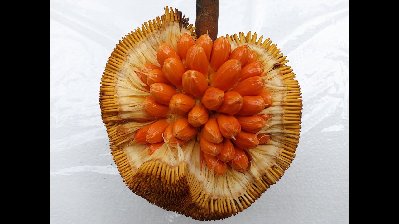 Artocarpus anisophyllus (Mentawa or Entawak)