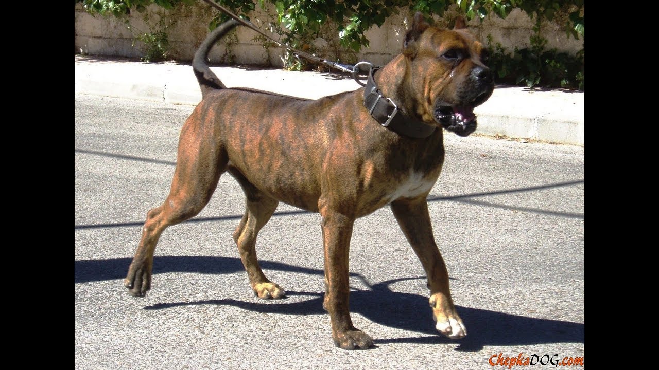 Spanish Alano