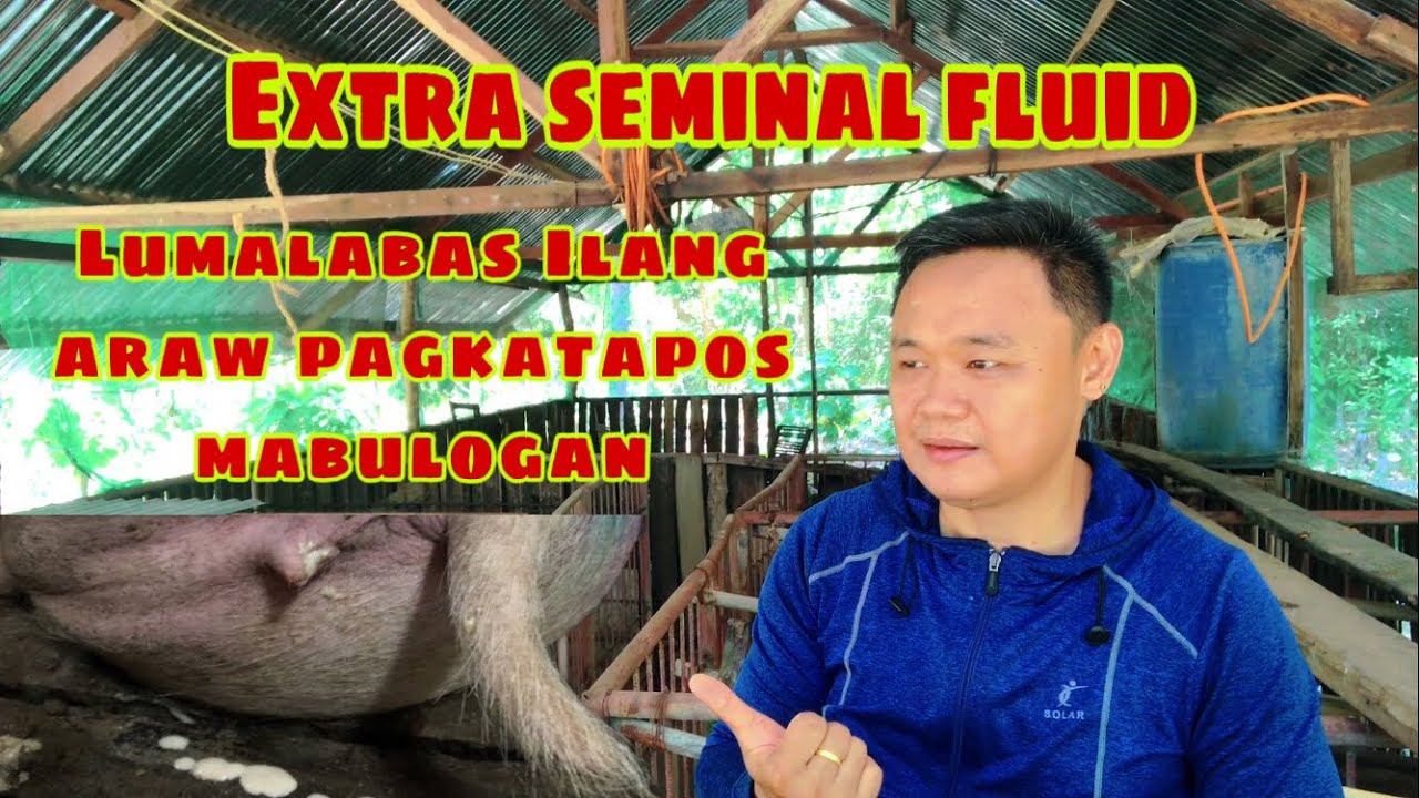 Mga lumalabas sa pwerta ng inahing baboy Ilang araw pagkatapos mabulogan | Ryan Patenio
