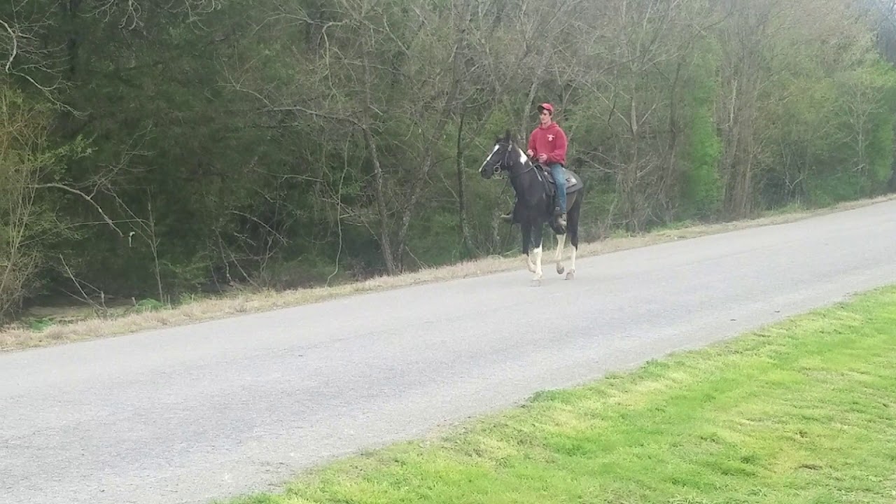 Mcnatt Farms Horses Spotted Gelding