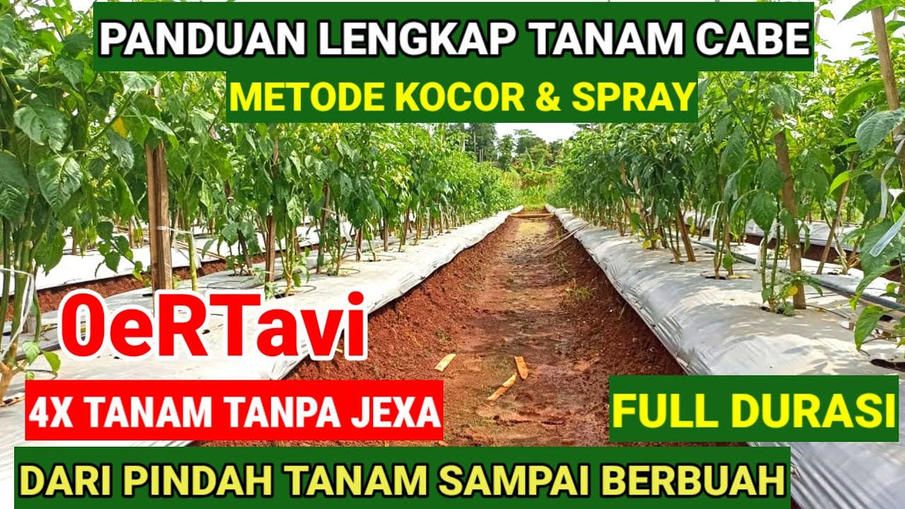 PANDUAN LENGKAP MENANAM CABE !! DARI AWAL TANAM SAMPAI PANEN