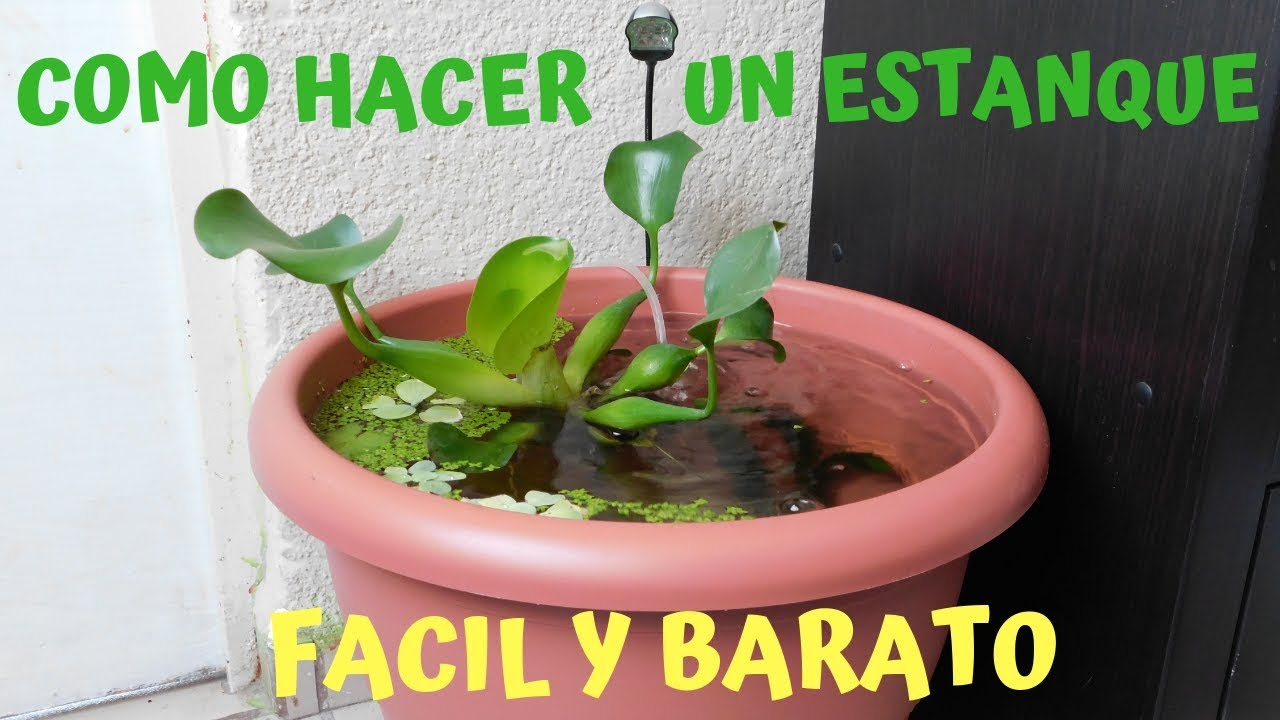 mini ESTANQUE de GUPPPYS / DIY pond