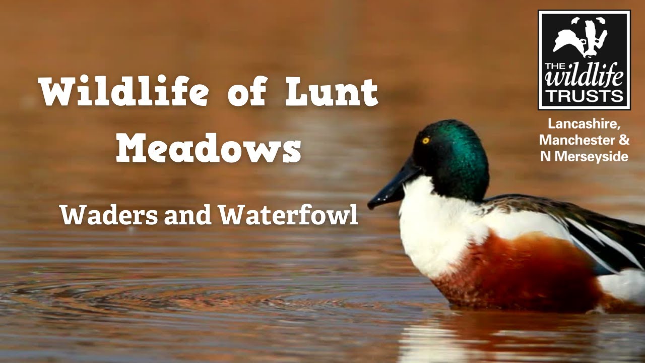Wildlife of Lunt Meadows: waders and waterfowl