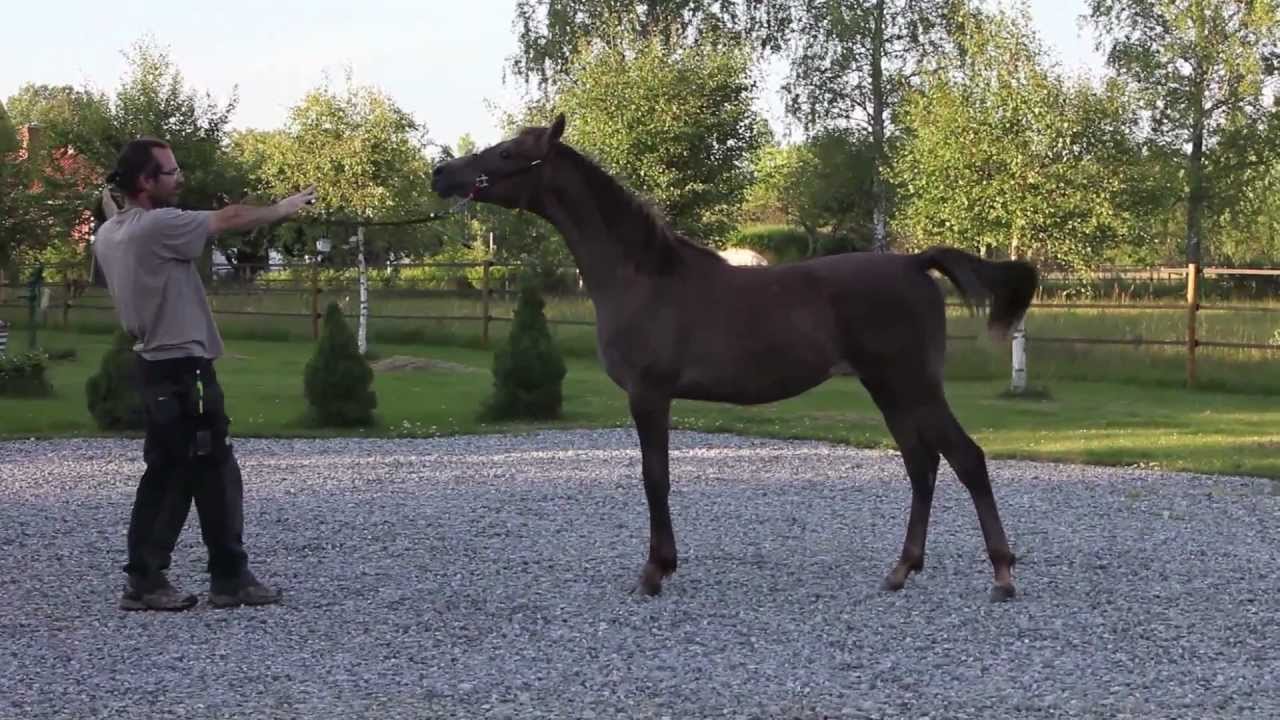 Arabian horse show halter training 2