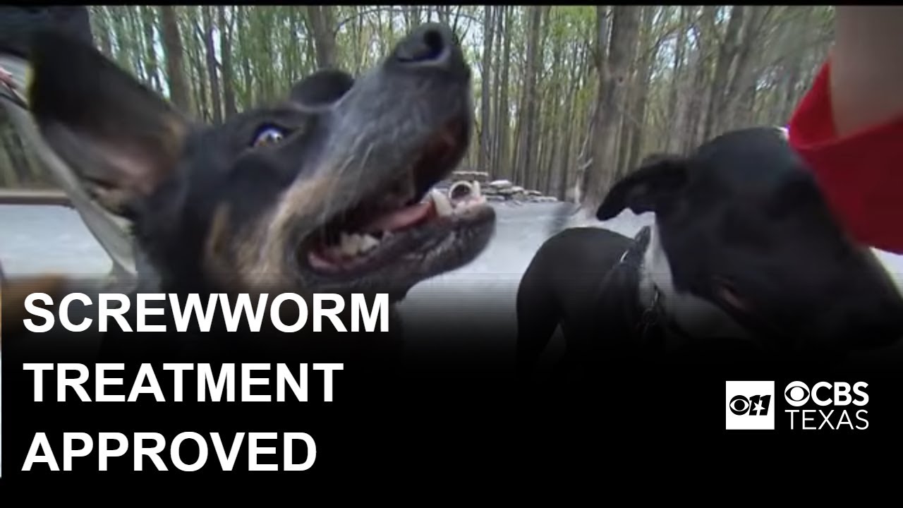 Screwworm pet treatment gets emergency approval by FDA