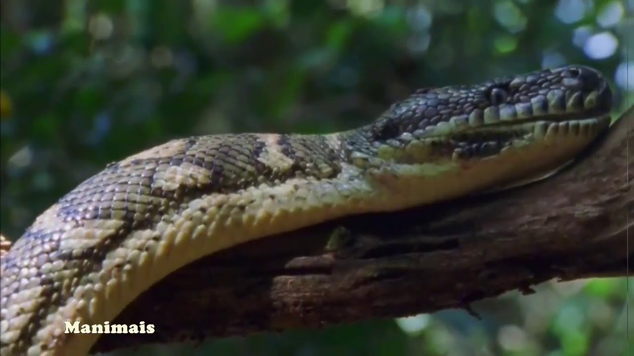 Taipan do interior e outras cobras ca&ccedil;ando