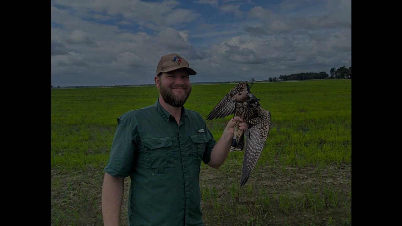 Passage Peregrines in Contemporary American Falconry