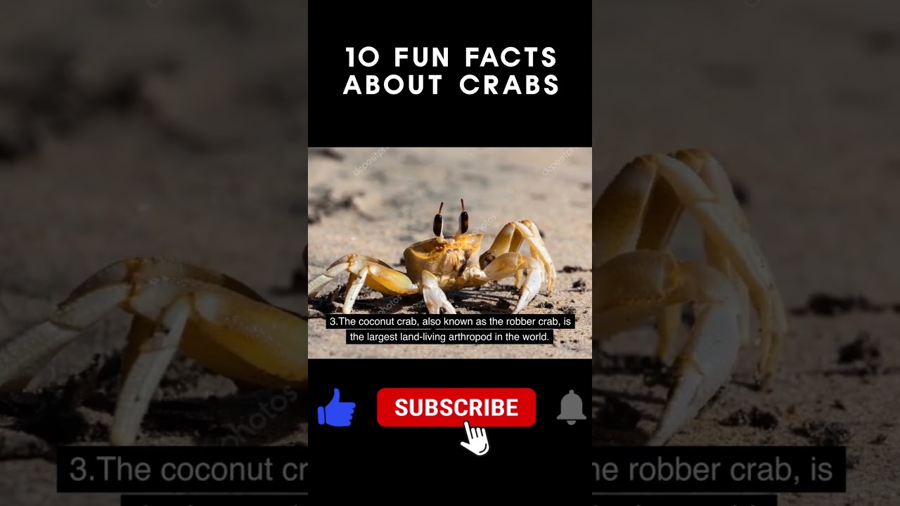 10 Fun Facts About Crabs 