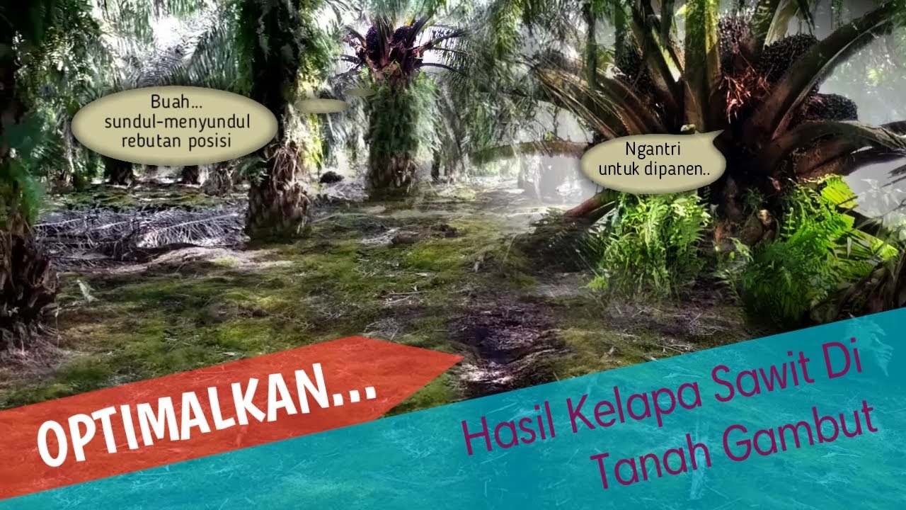 Mengoptimalkan Produksi Tanaman Kelapa Sawit Di Tanah Gambut || Ngantor Gak Harus Indoor