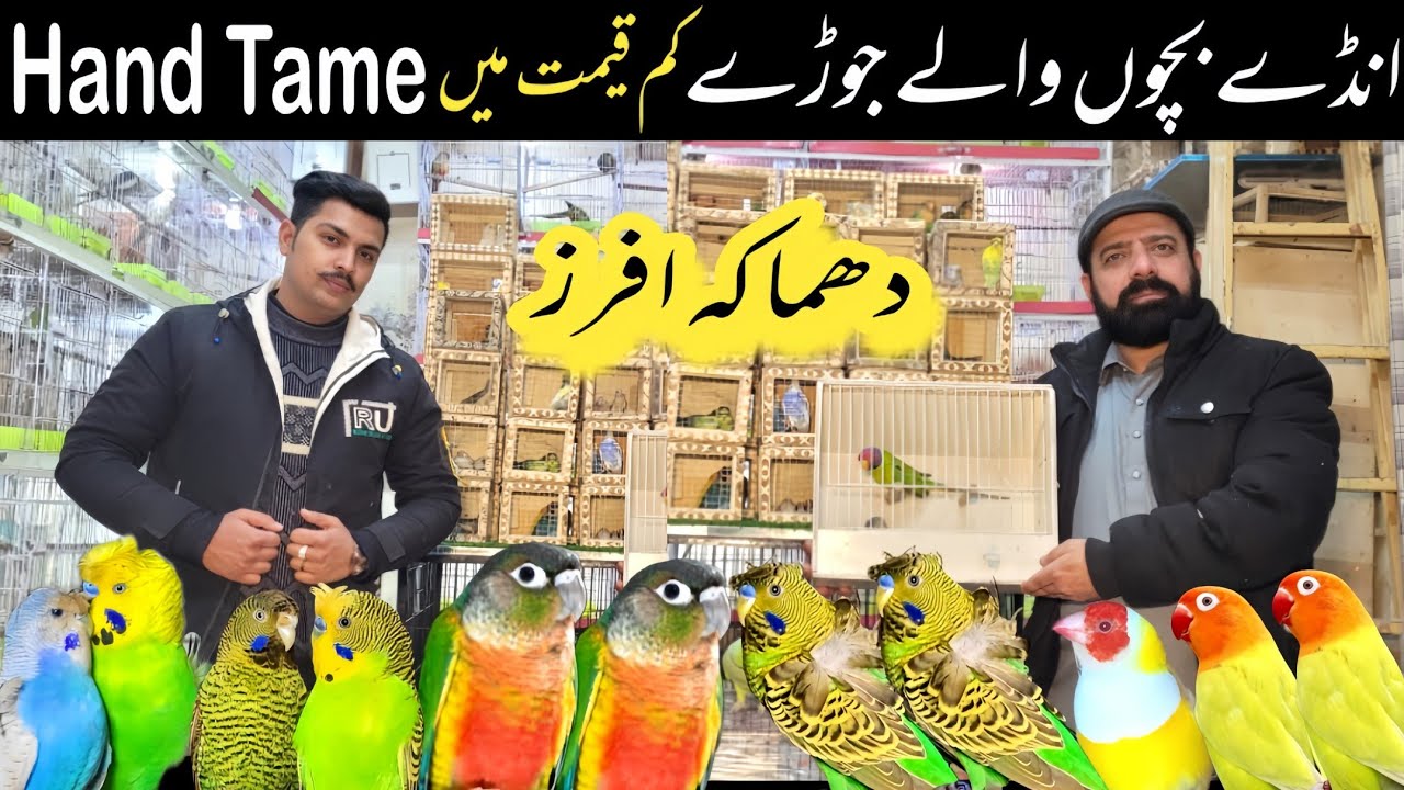 Sonu birds aviary | breeder pairs with eggs
