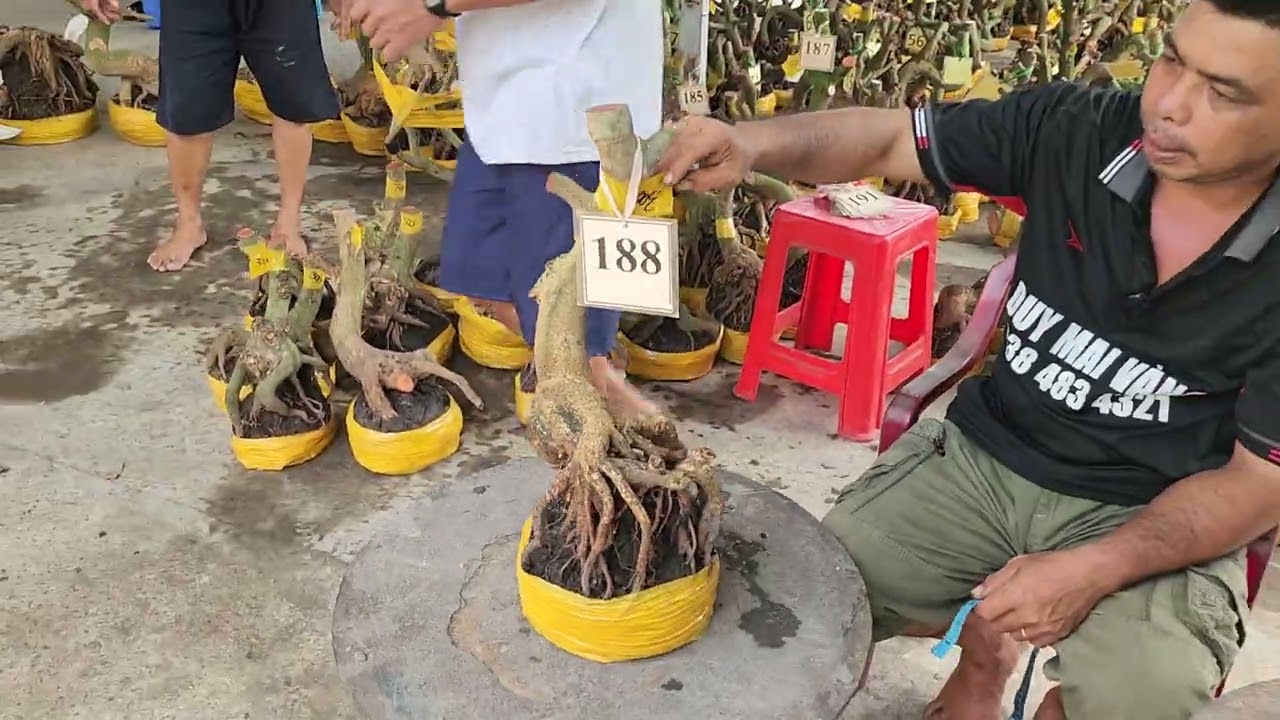 Mùng 4 Tết a Duy (Đã bán hết)phôi mai giảo đẹp giá rẻ 