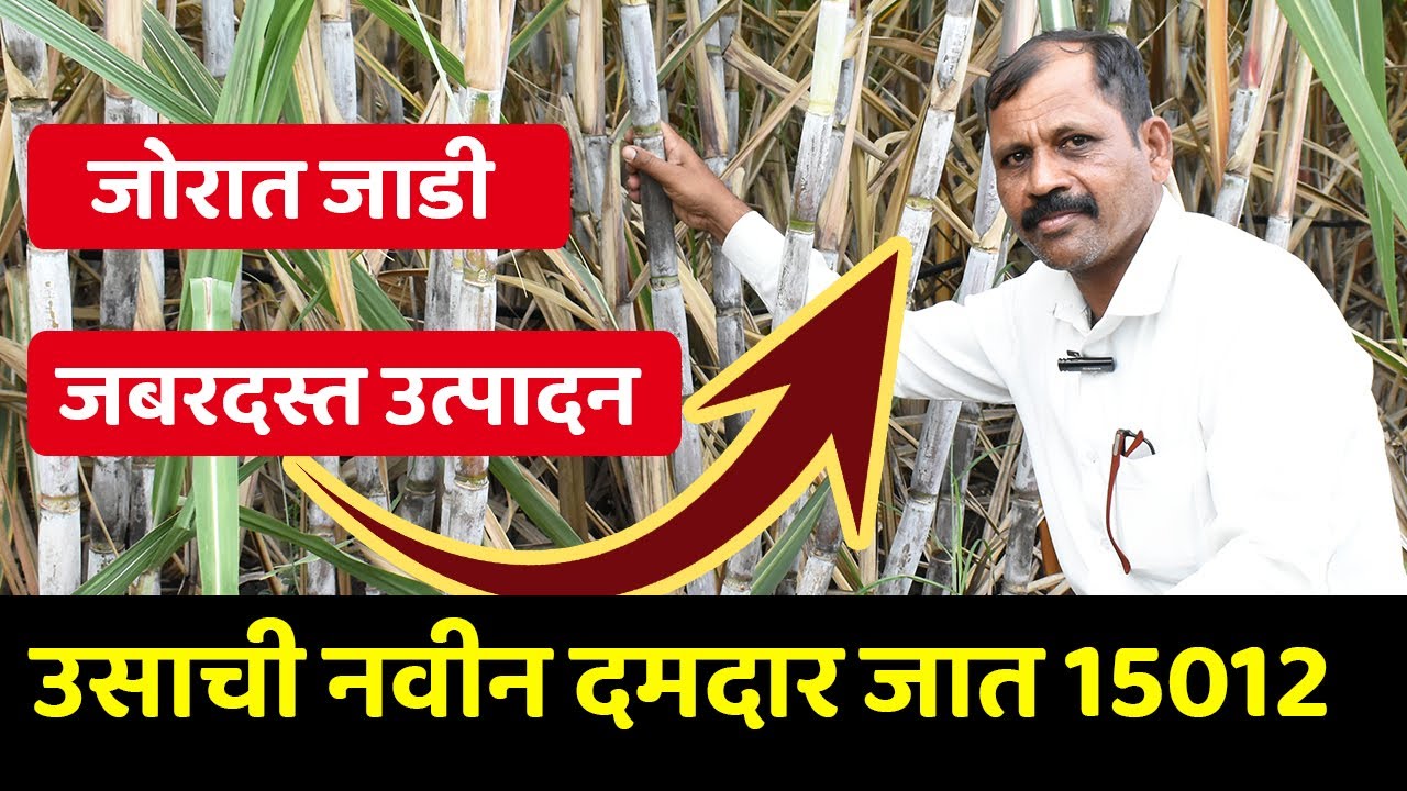 उसाची नवीन जात 15012 ची 86032 ला टक्कर | तुरा उशीरा आणि जबरदस्त उत्पादन | 15012 Sugarcane