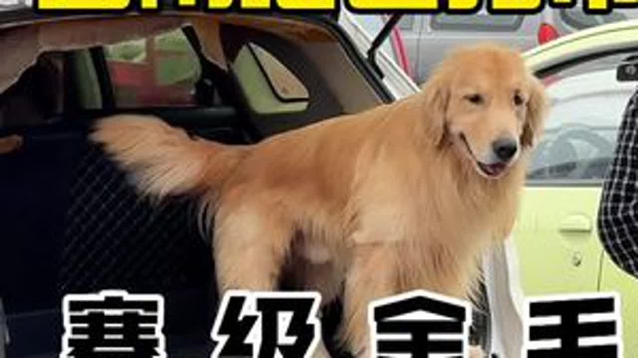 #萌宠出道计划 #爱狗人士集合 #贵阳狗市 中国🇨🇳西南地区贵阳—花溪狗市 狗市来得早 好狗少不了一起来看看 你们喜欢的赛季金毛犬 品相怎么样#赛季金毛 #批发市场