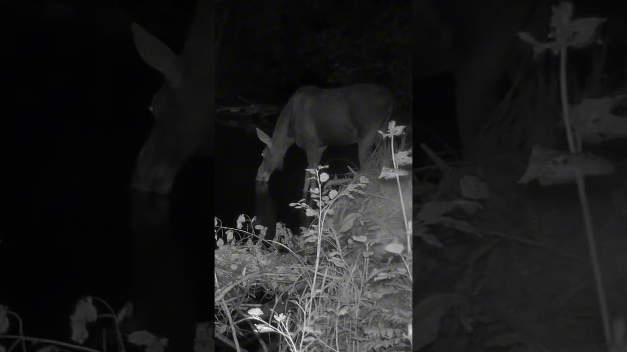 P&otilde;der | European moose (Alces alces)  #wildlife #trailcam #naturelovers #wilderness #wildanimals