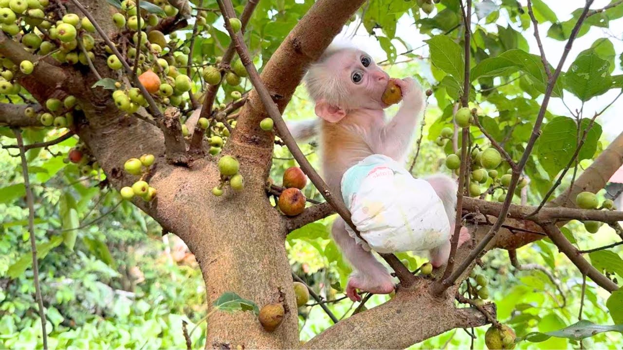 How Many Figs Did Baba Pick? His Crazy Climbing and Fruit Picking Skills!