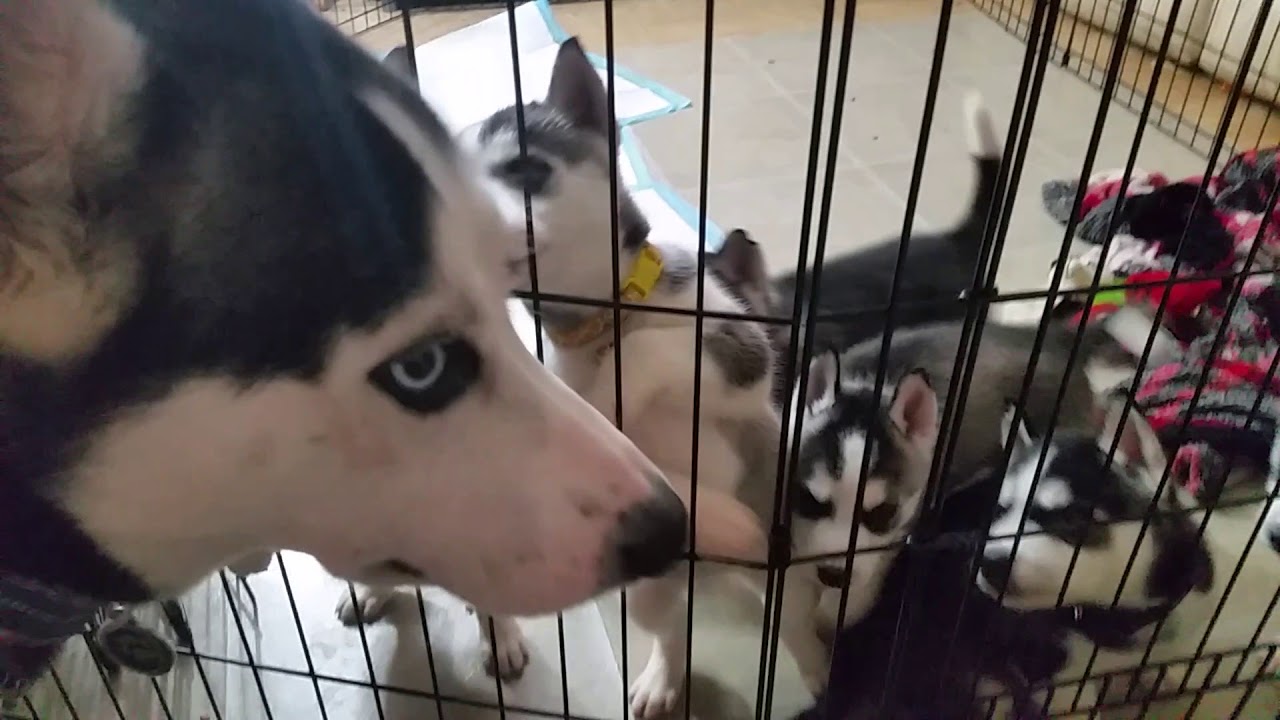 Husky Puppies Cry For Momma | Hello Puppies! #03