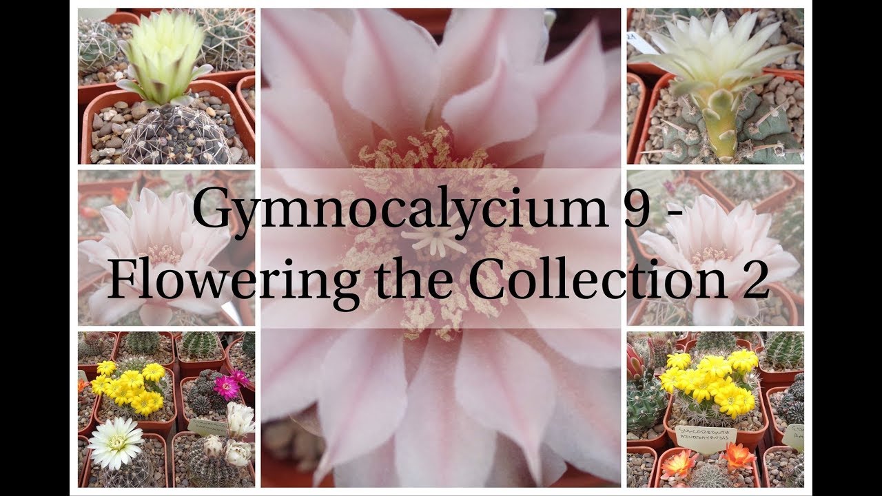 Gymnocalycium 9 - Flowering the collection 2 (Cactus Series 10)