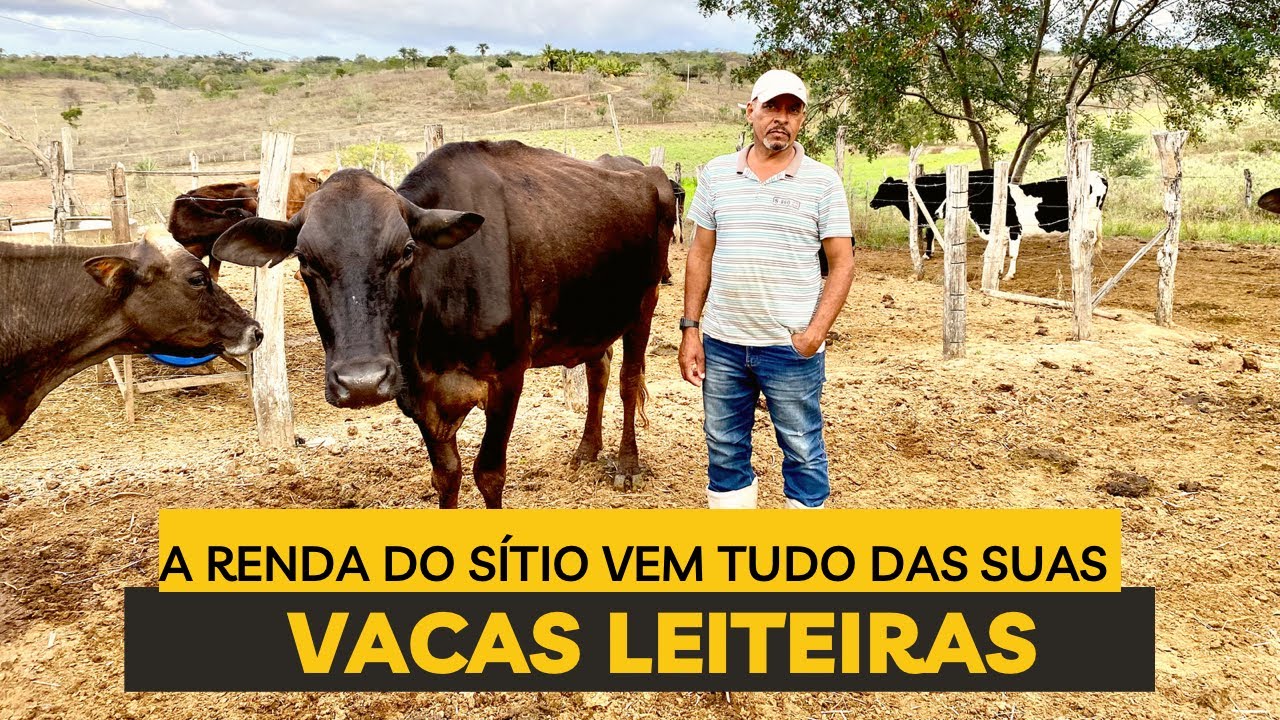 17 LITROS DE LEITE POR VACA I PIRITIBA BAHIA