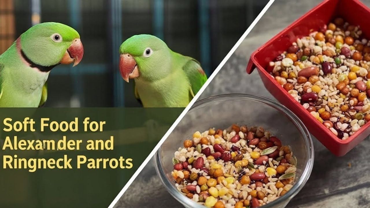 Best Soft Food for Alexander & Ringneck parrots | Step-by-Step Recipe