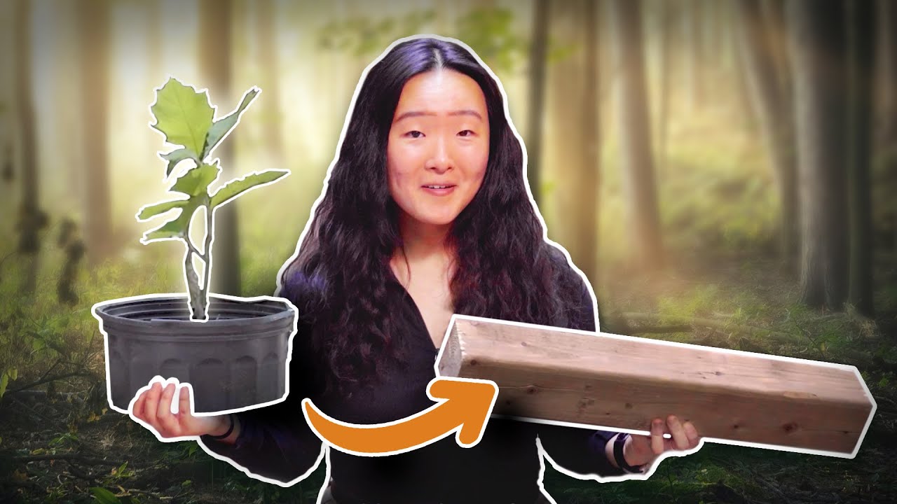 From tree to timber: the journey of captured carbon — Canada’s Forest Bioeconomy