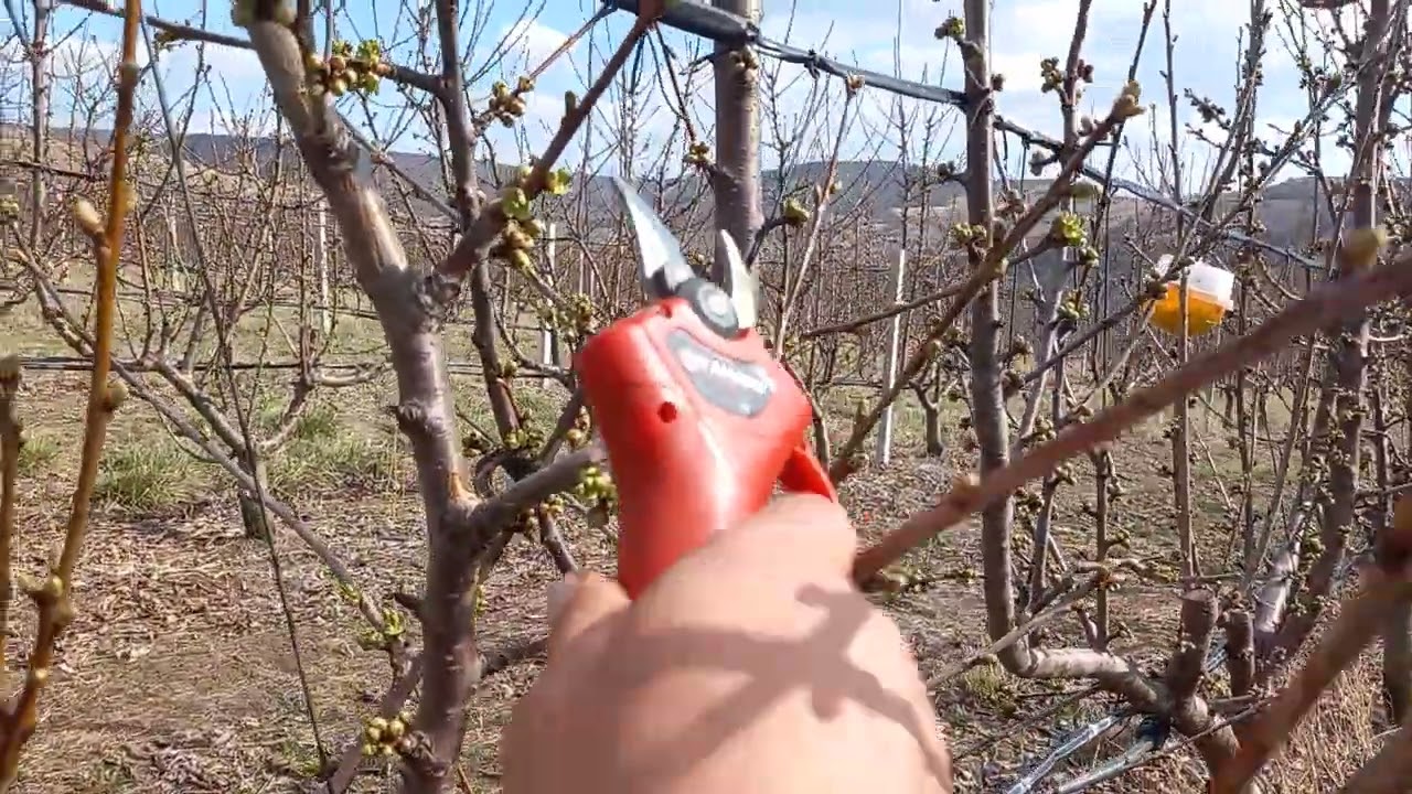 Cherry UFO system pruning, Regina, Kordia, Summit, Canada Giant, Ferrovia,Sweet heart #keepgrowing