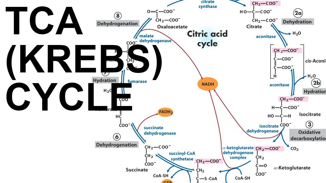 TCA/Citric Acid (Krebs) Cycle