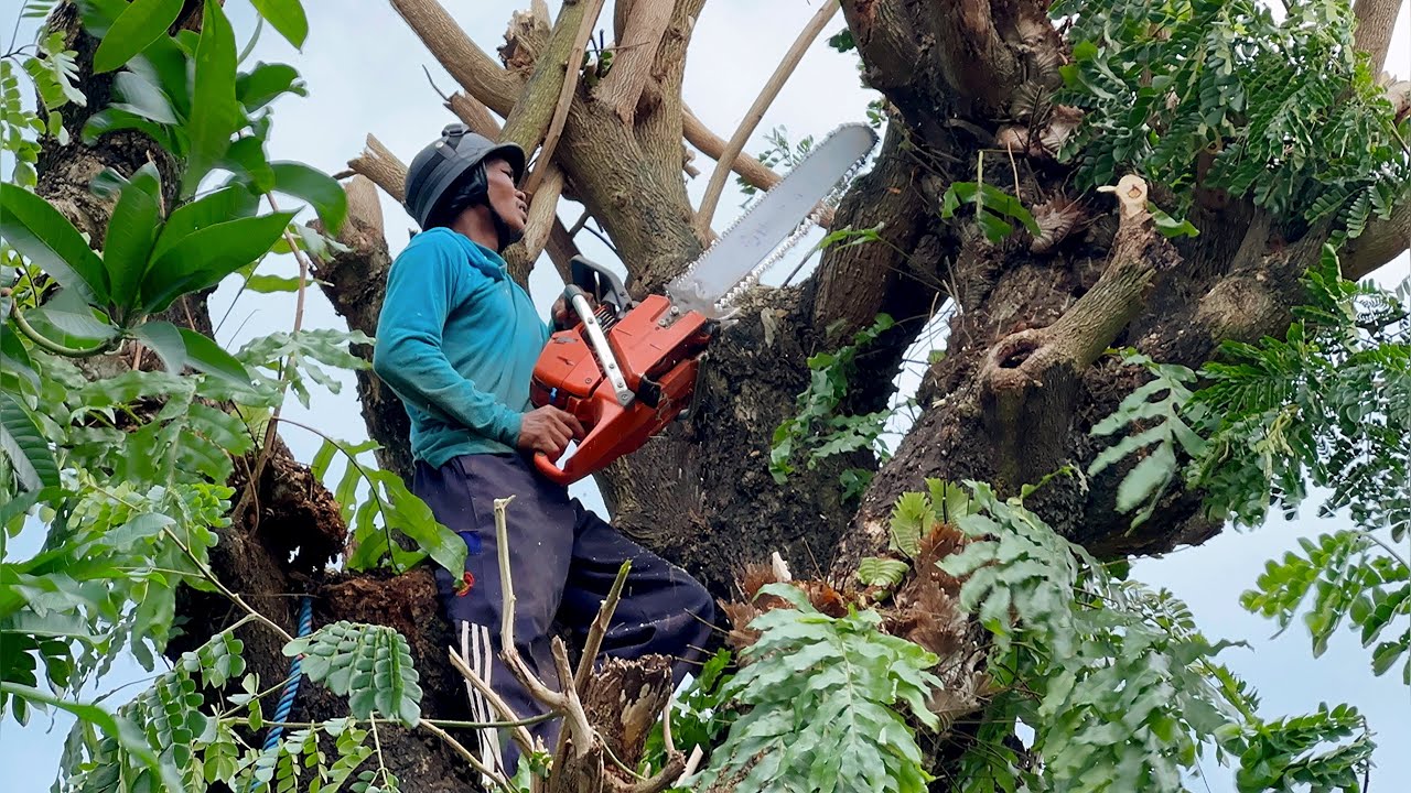 Impressive... Felling of 2 old and expensive trembesi trees ‼️
