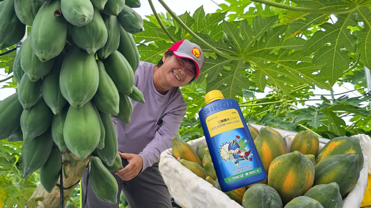 告別木瓜葉蟎！興農大內所｜專業技術助 楊淯淳 種出優質木瓜！